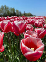 Canadiana 10 Tulip Bulbs