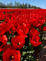 Le Carrousel 10 Tulip Bulbs