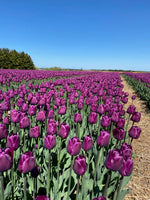Great Lakes 10 Tulip Bulbs