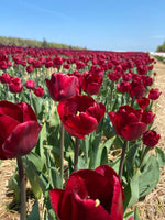 Loon 10 Tulip Bulbs