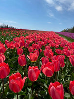 Sugar Bush 10 Tulip Bulbs