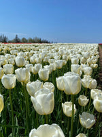 White Birch 10 Tulip Bulbs