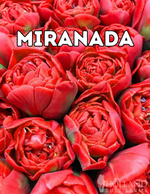 Miranda 10 Tulip Bulbs