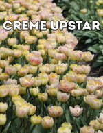 Crème Upstar 10 Tulip Bulbs