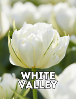 White Valley 10 Tulip Bulbs