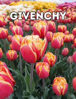 Givenchy 10 Tulip Bulbs