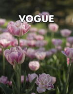 Vogue 10 Tulip Bulbs