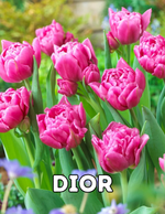 Dior 10 Tulip Bulbs