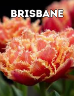 Brisbane 10 Tulip Bulbs