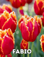 Fabio 10 Tulip Bulbs