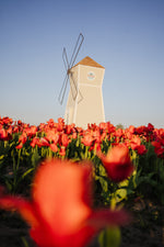 Festival of Blooms Ticket - Pick Your Own Tulip Experience