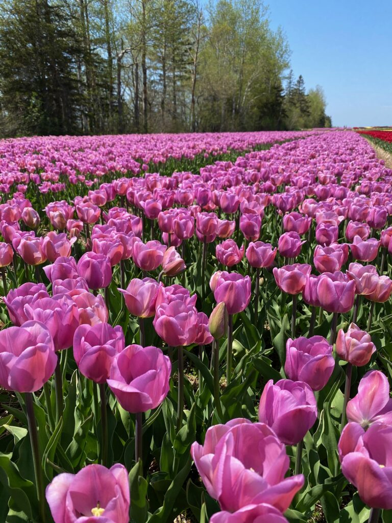 Abegweit 10 Tulip Bulbs