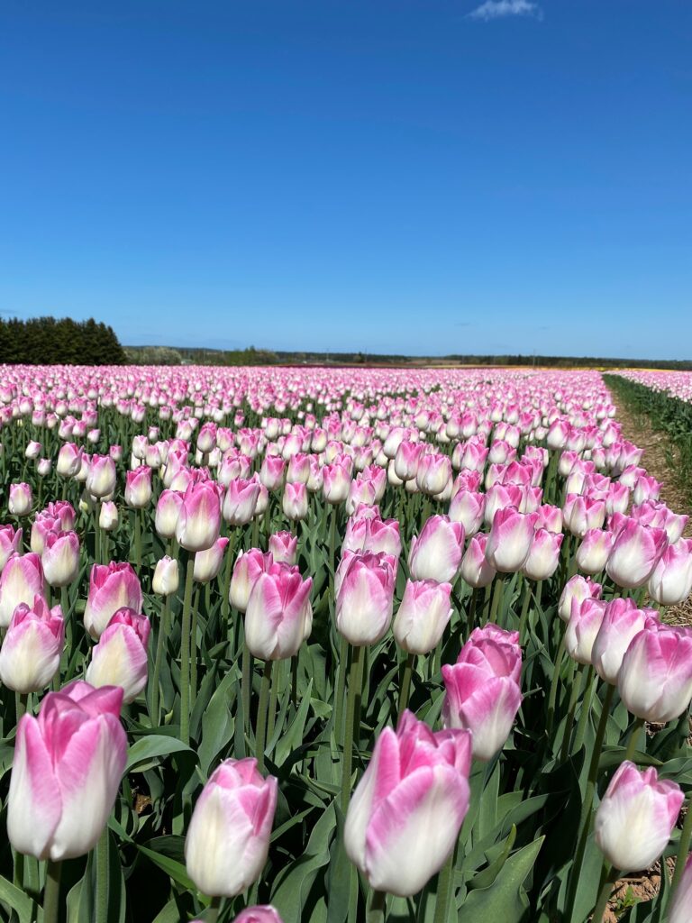 Acadie 10 Tulip Bulbs