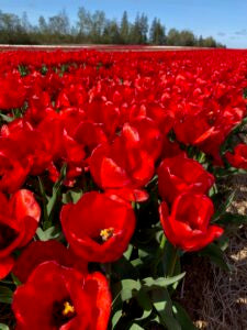 Le Carrousel 10 Tulip Bulbs