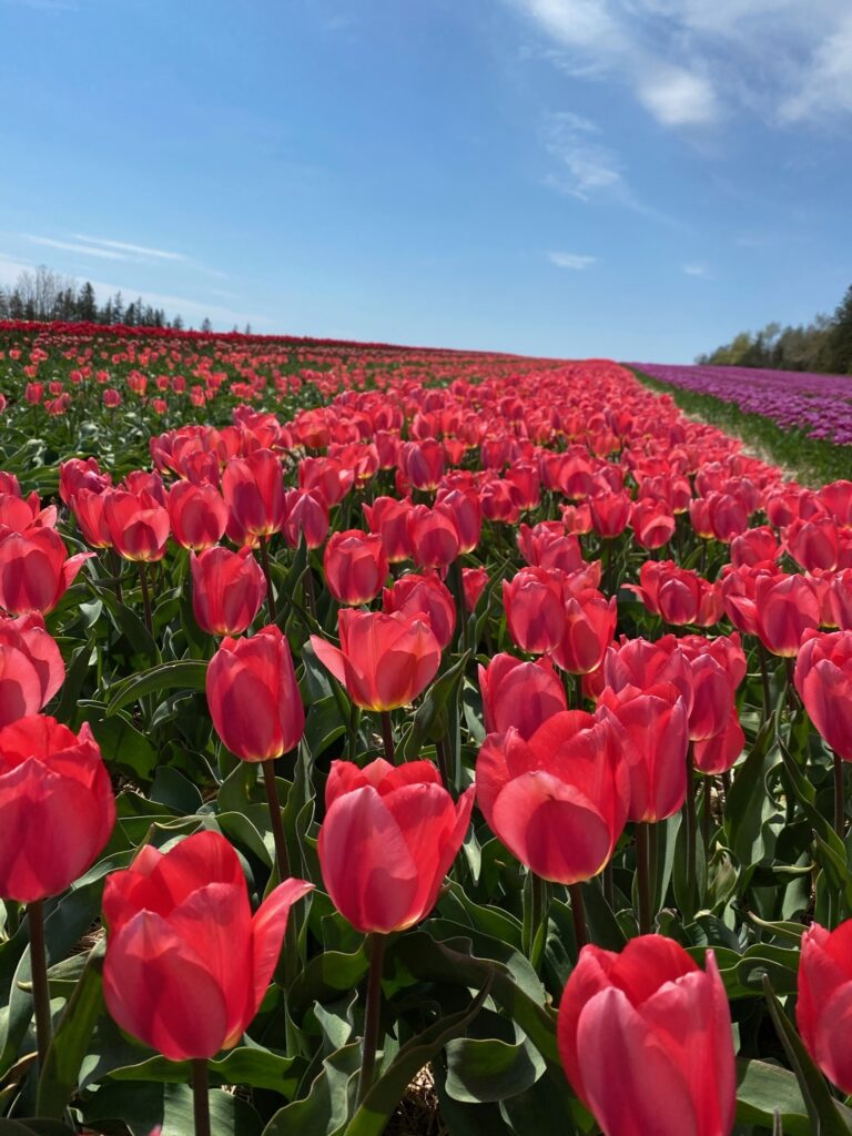 Sugar Bush 10 Tulip Bulbs