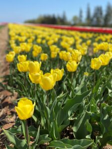 Portage 10 Tulip Bulbs