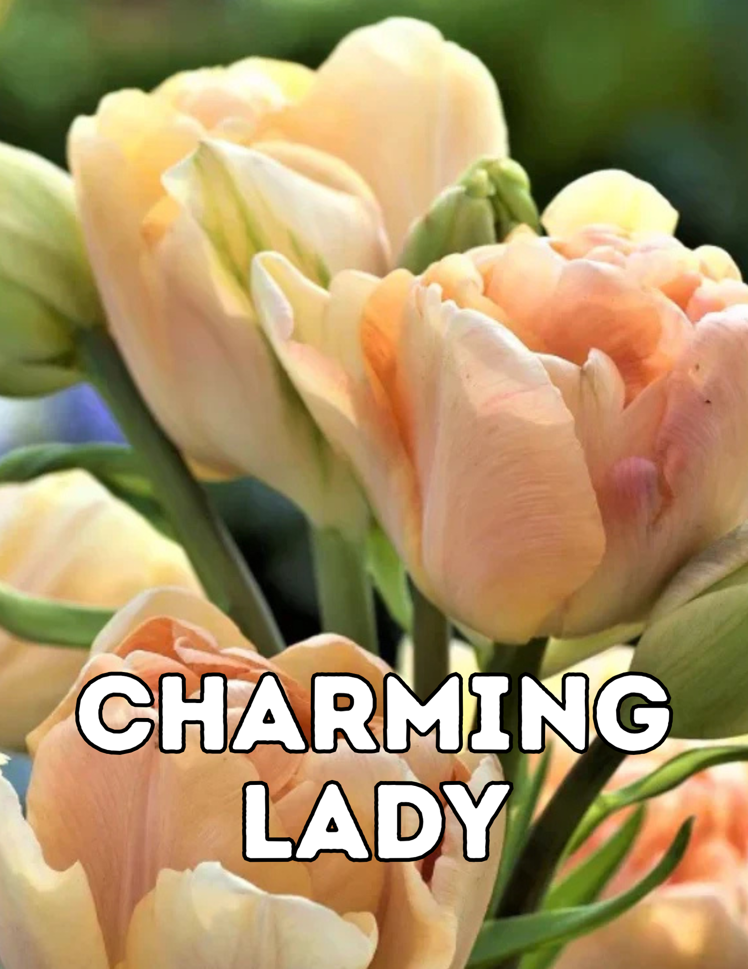 Charming Lady 10 Tulip Bulbs
