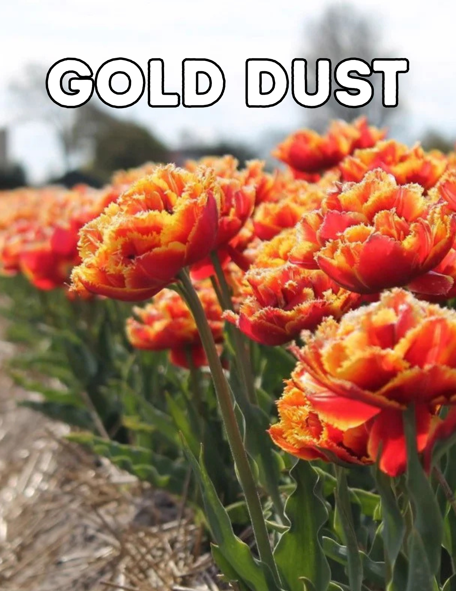 Gold Dust 10 Tulip Bulbs