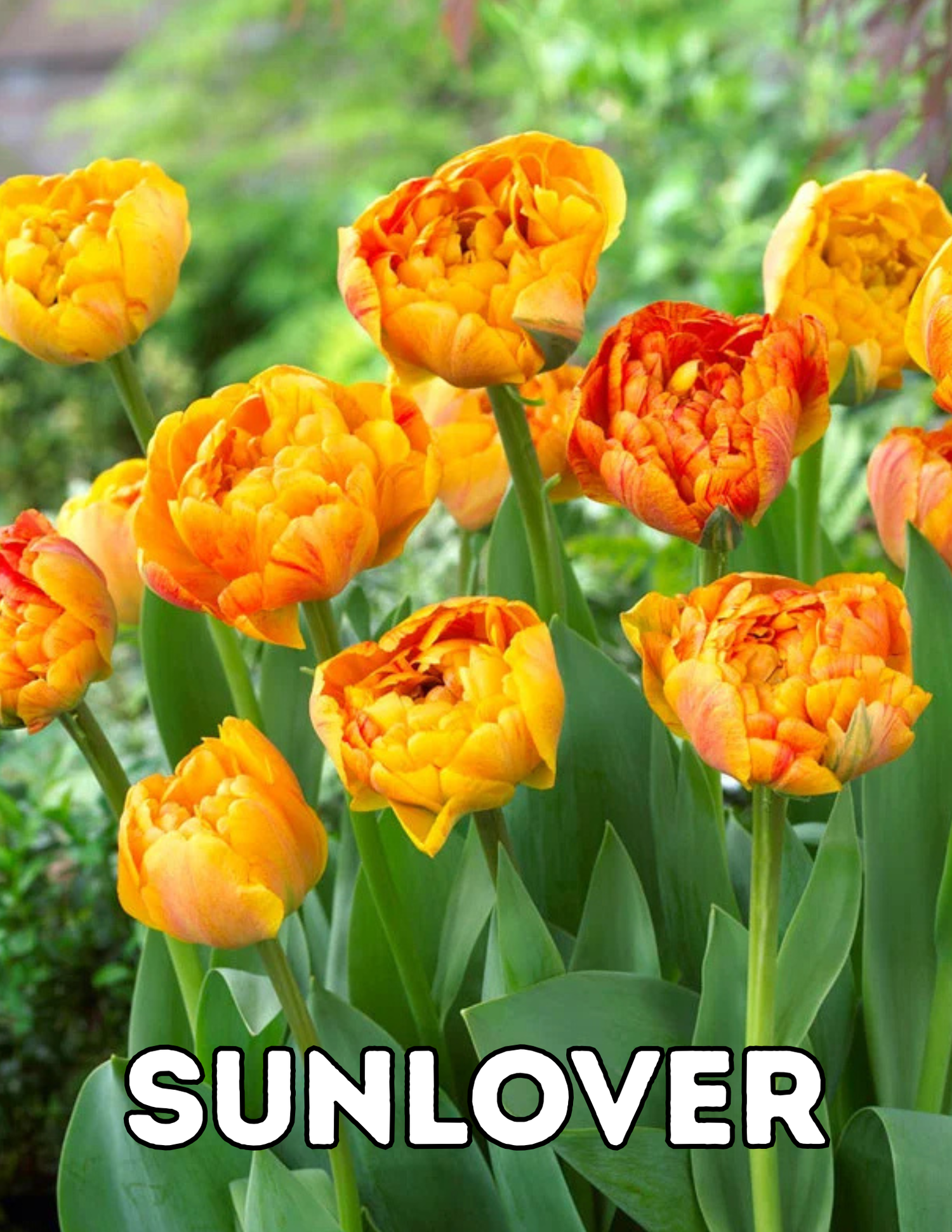 Sunlover 10 Tulip Bulbs