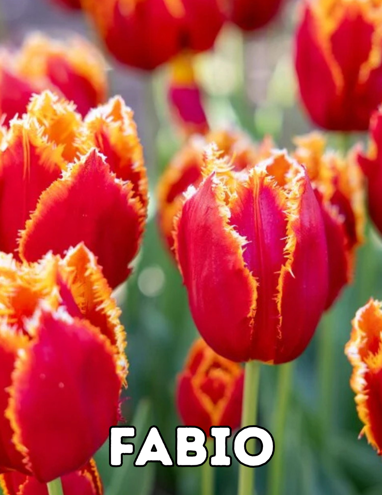 Fabio 10 Tulip Bulbs