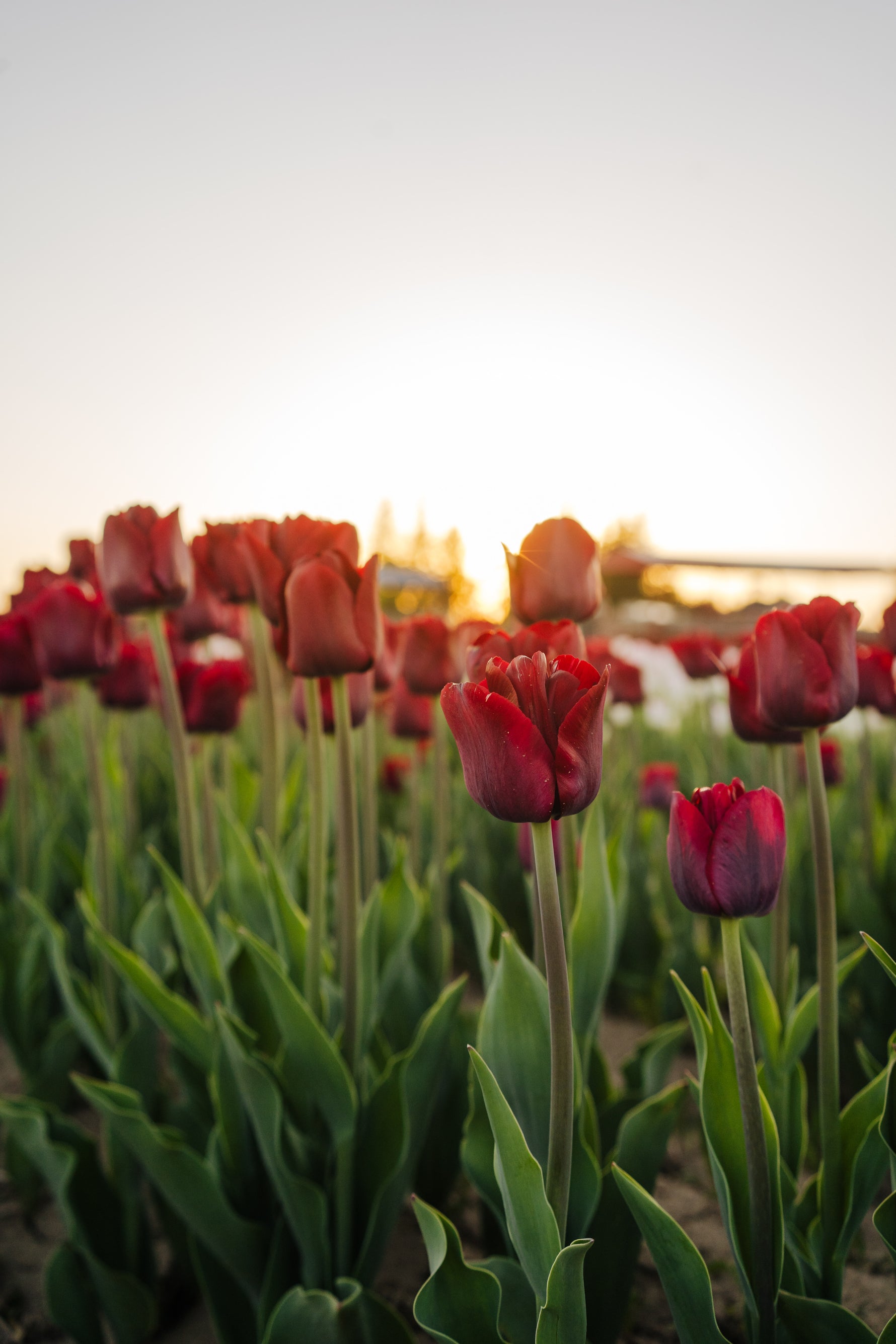 red tulips in field